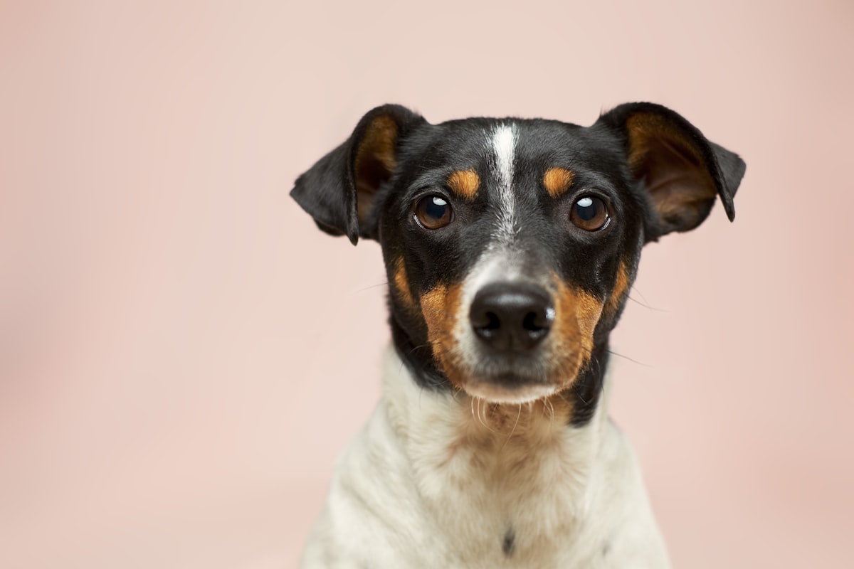 Kleine pup ligt in mand