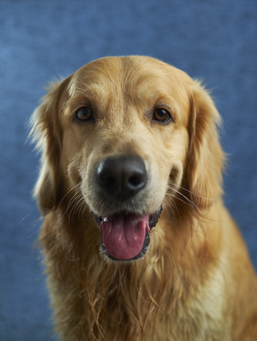 Hond speelt met speeltje