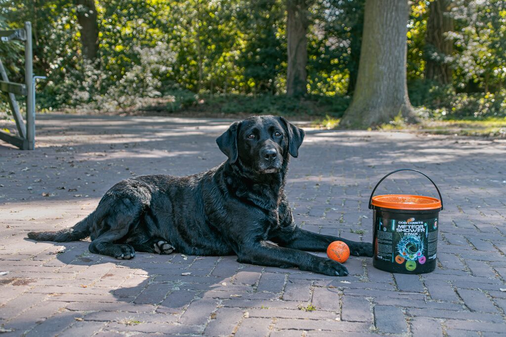 Zwarte labrador ligt naast de Meteor Shower emmer met een oranje bal