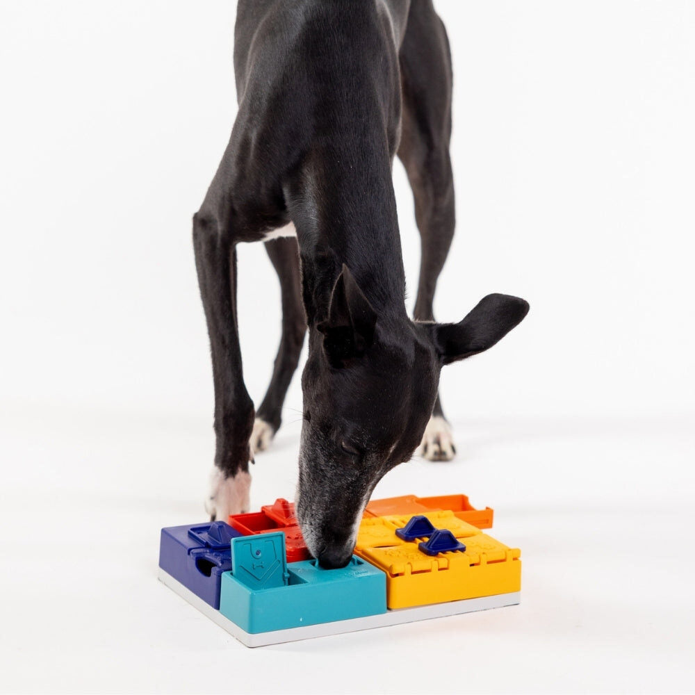 Zwarte hond zoekt snoepjes in de Pawzler Genius Set