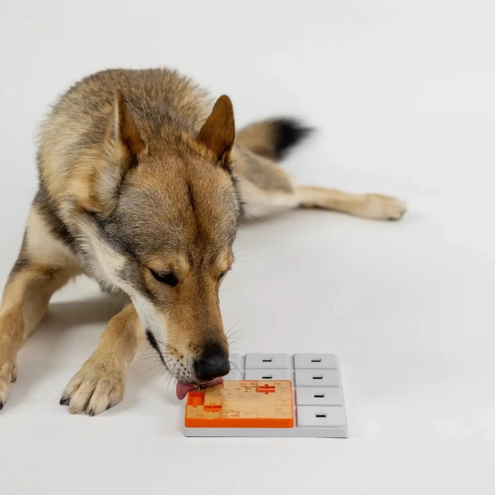 Hond likt aan de Pawzler Terra likmat op het basisbord