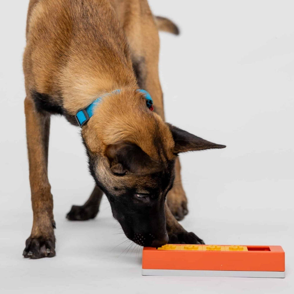 Hond zoekt snoepjes in het Pawzler Zhu puzzelstuk op de vloer