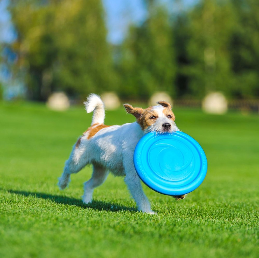 PitchDog Frisbee — product- en sfeerfoto 2
