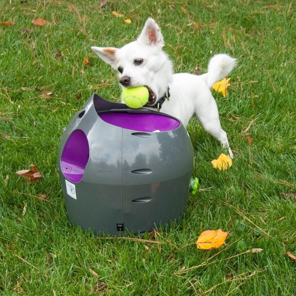 PetSafe Automatische Balwerper — product- en sfeerfoto 2