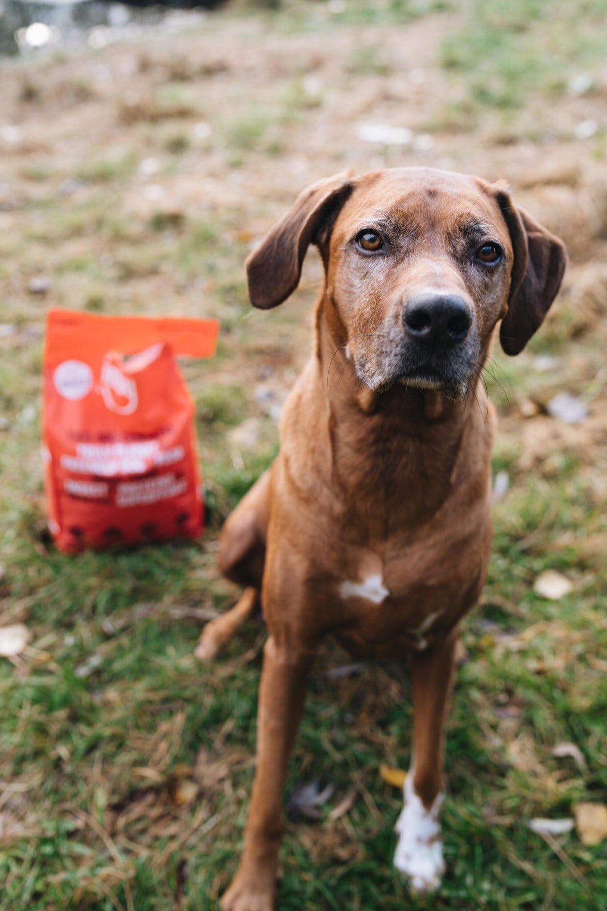Grote bruine hond in het gras met een zak Imby insectenbrokken op de achtergrond