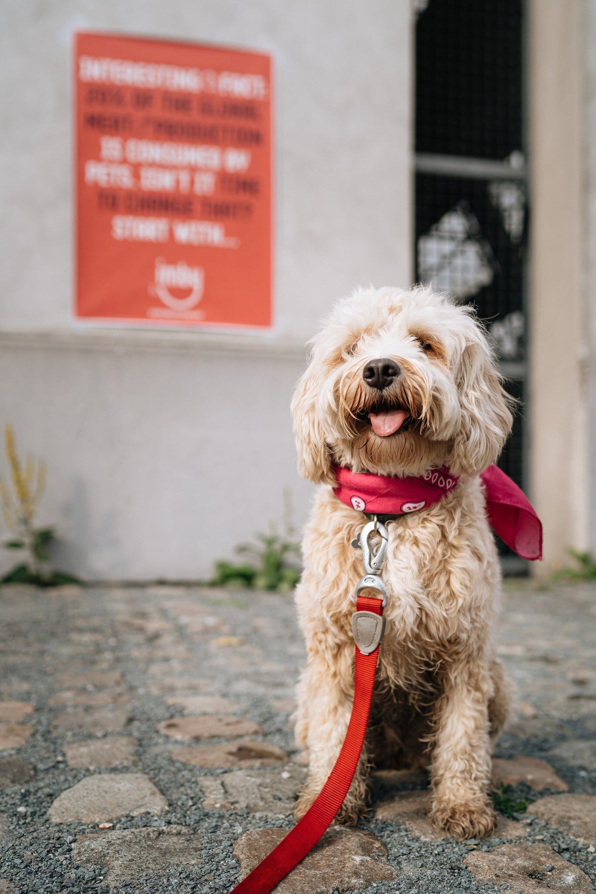 Kleine krullende hond aan de lijn voor een Imby poster