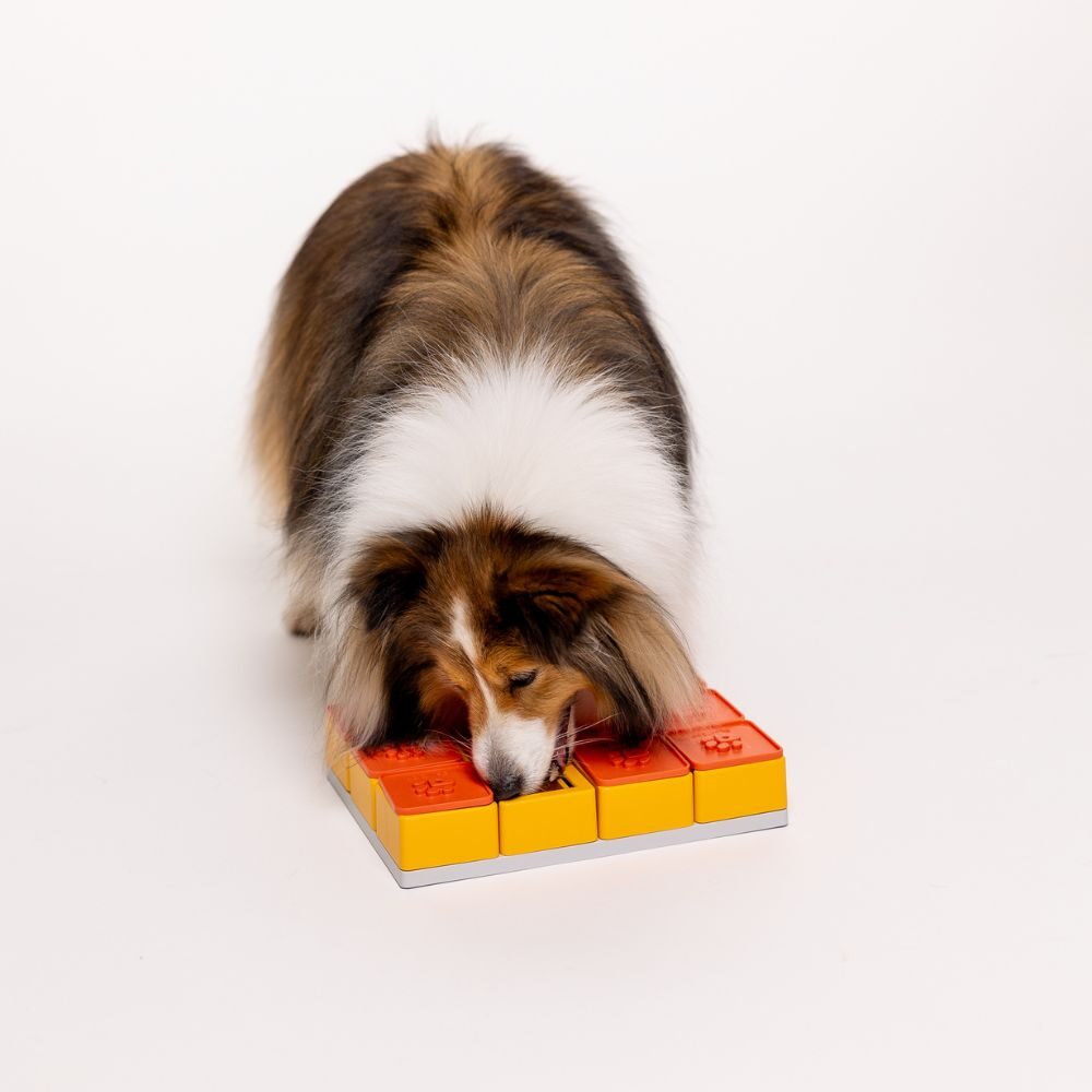 Langharige hond zoekt snoepjes in de Pawzler Treat Maze Set