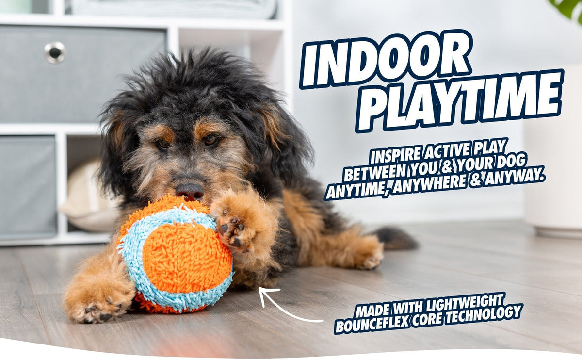 Puppy speelt binnen met de Chuckit! Indoor Bal
