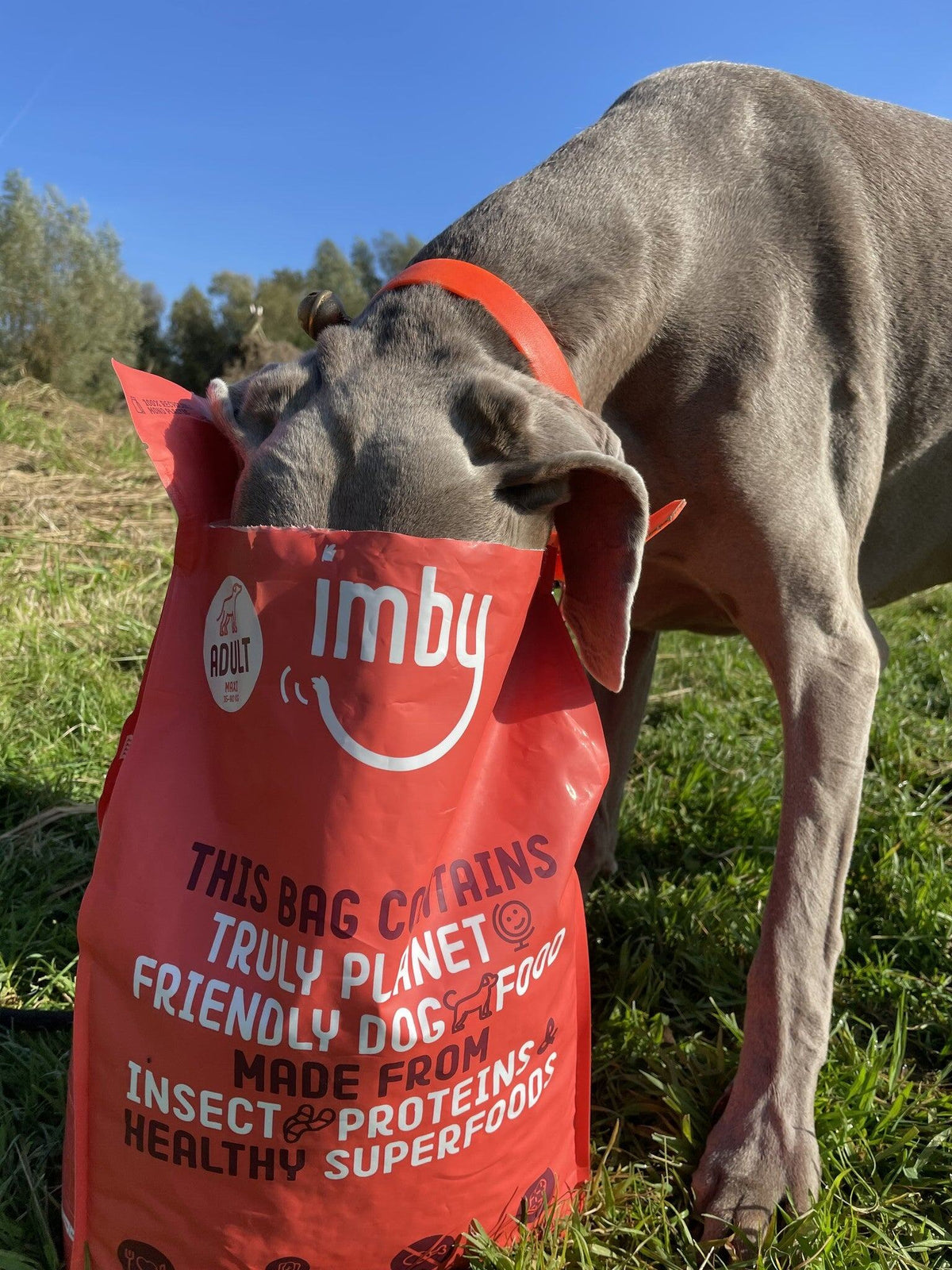Grote grijze hond steekt zijn kop in een zak Imby insectenbrokken