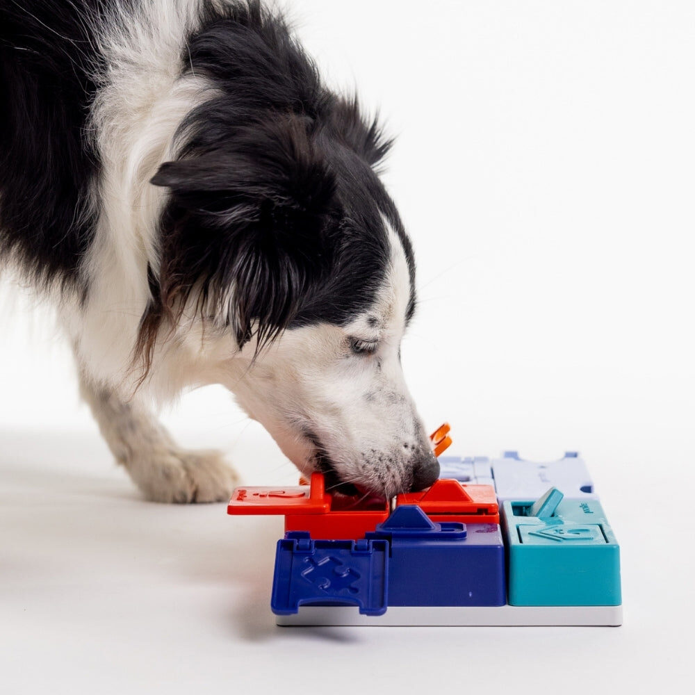 Zwart-witte hond snuffelt aan de Pawzler Genius Set