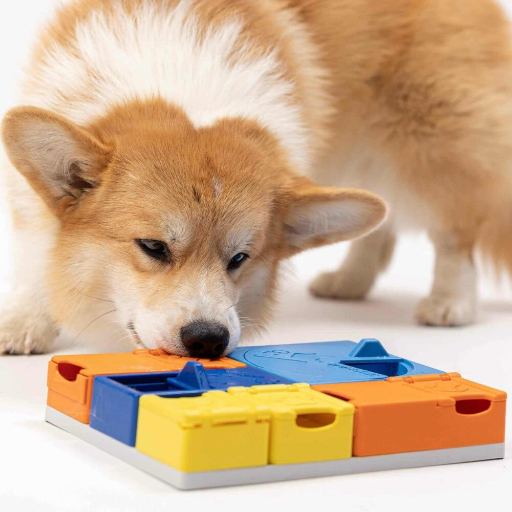 Corgi snuffelt aan de Pawzler Rainbow Set