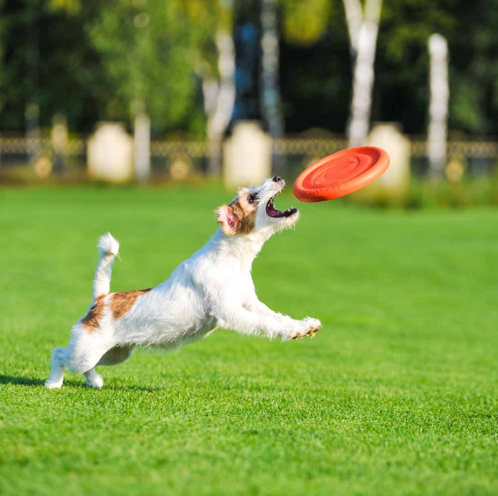 PitchDog Frisbee — product- en sfeerfoto 4