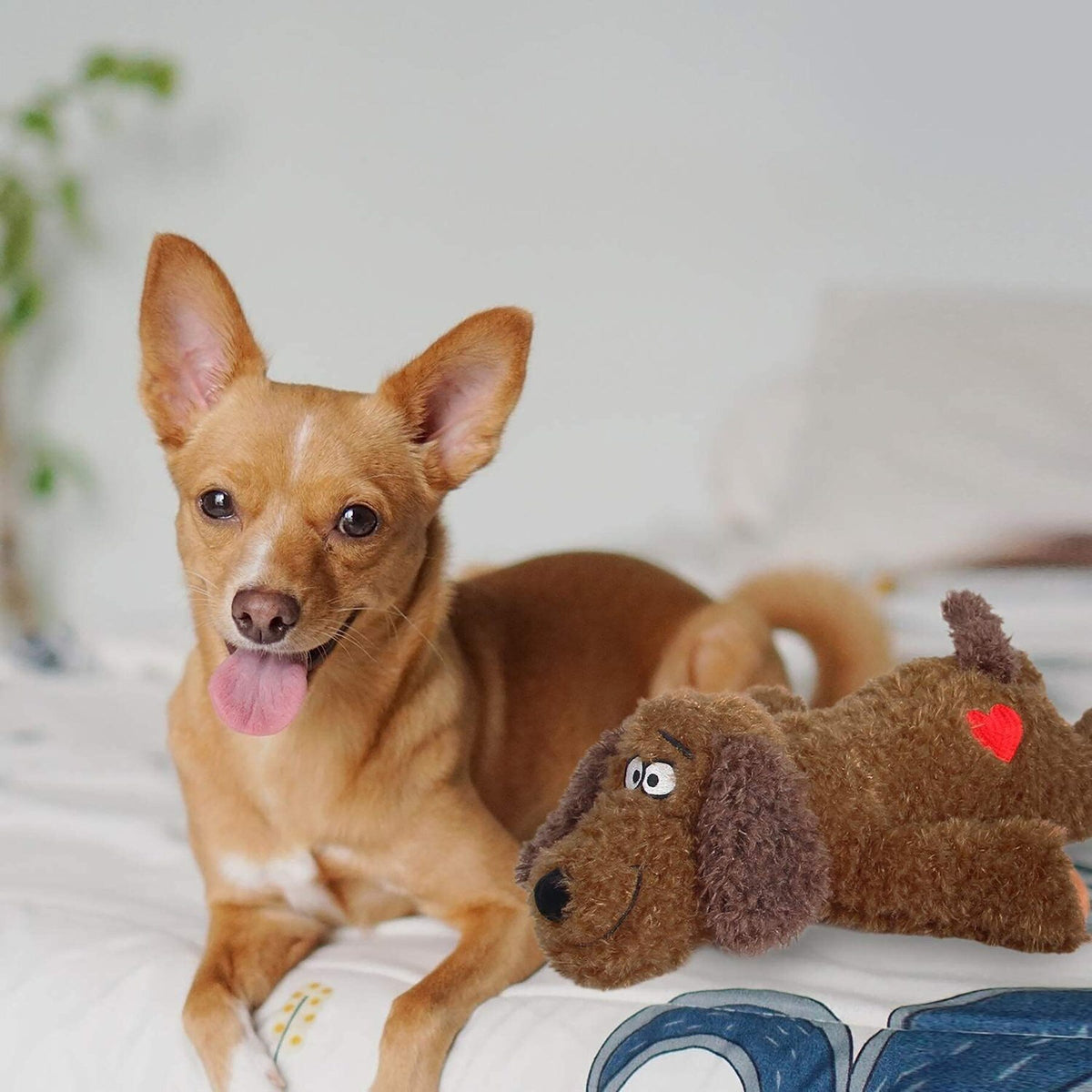 Chihuahua ligt op bed naast de AFP Calm Paws knuffel
