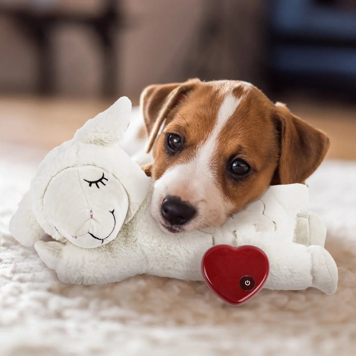 Jack Russell-pup legt zijn kop op het AFP Hartslag Schaapje
