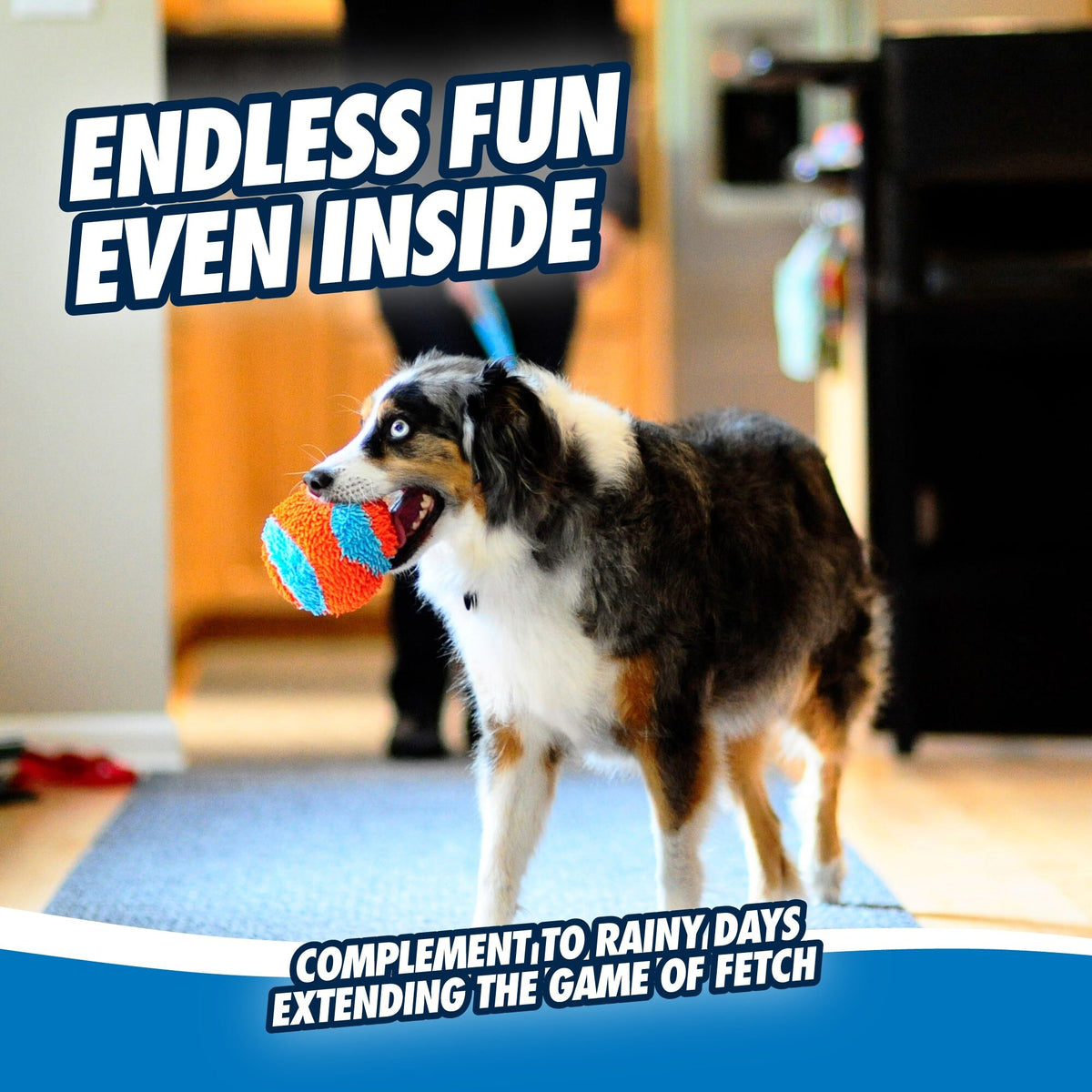 Australian Shepherd met de Chuckit! Indoor Bal in de bek, in huis