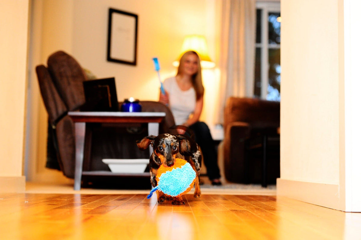 Teckel brengt de Chuckit! Indoor Shaker terug over de houten vloer