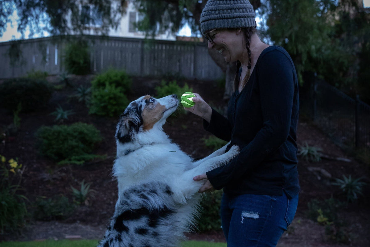 Australian Shepherd en baasje met een oplichtende Max Glow Ultra Squeaker Bal in de schemering