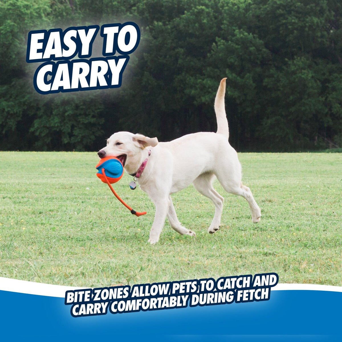 Witte hond draagt de Chuckit! Rope Fetch aan het touw over het gras