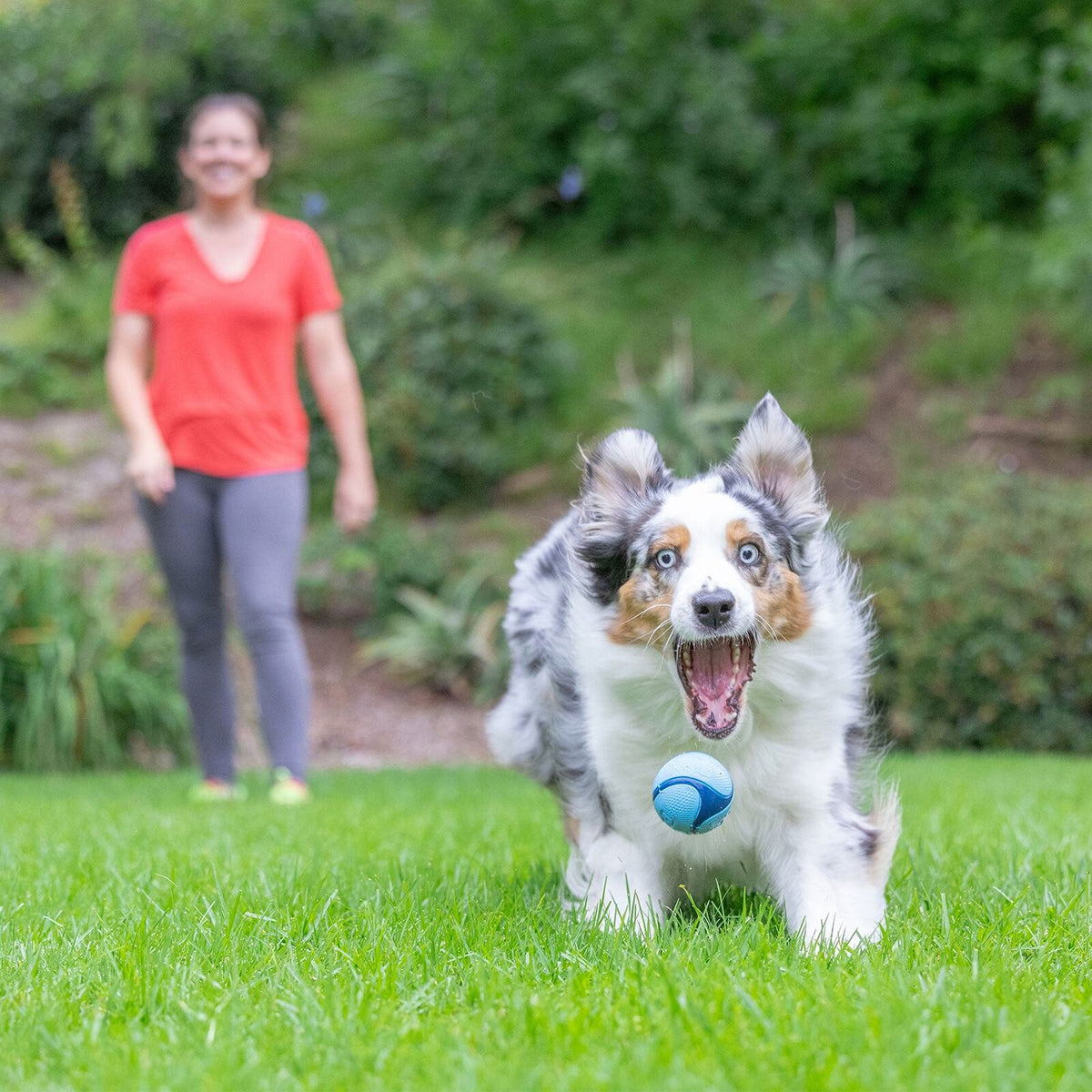 Australian Shepherd rent met de blauwe Sniff Fetch Bal in de bek over het gras