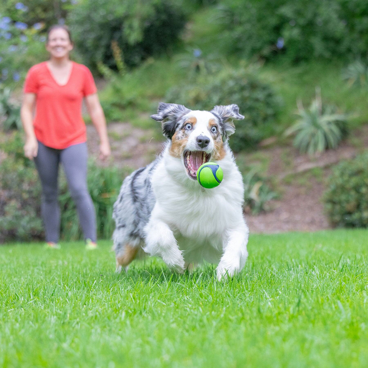 Australian Shepherd rent met de groene Sniff Fetch Bal in de bek over het gras