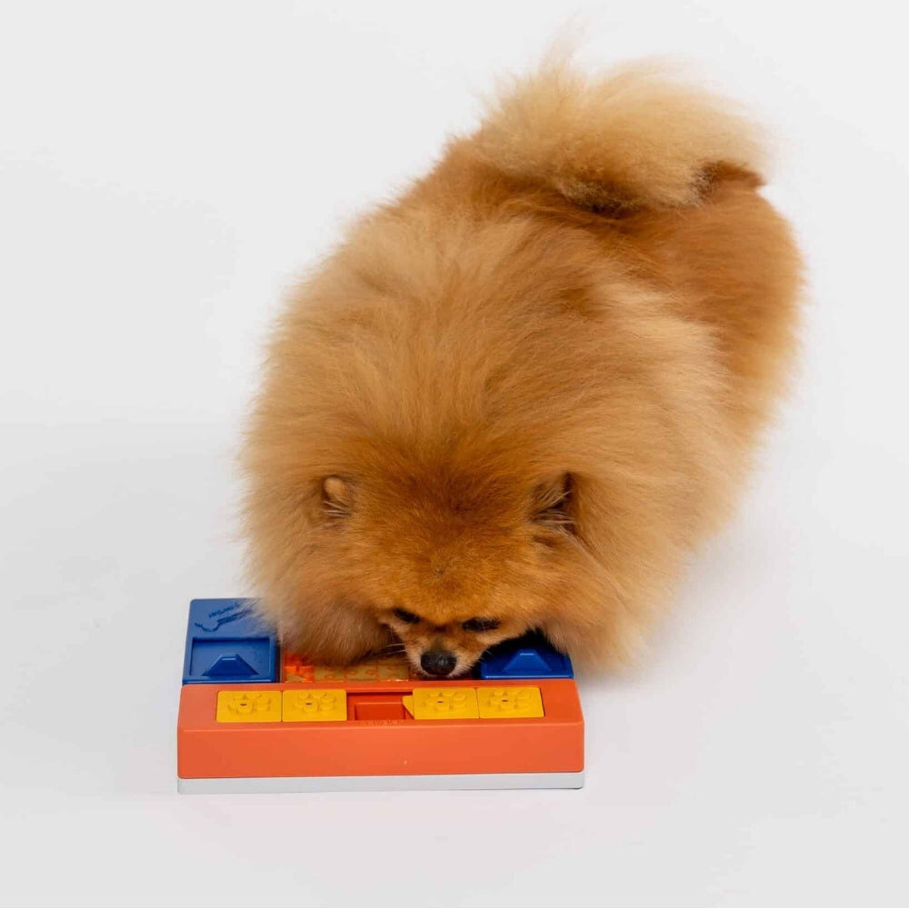 Kleine hond snuffelt aan de Pawzler Beginner Set op de vloer