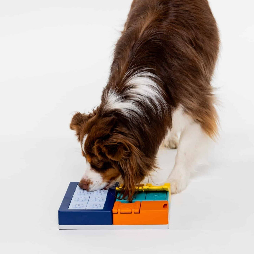 Bruin-witte hond speelt met de Pawzler Smarty Set
