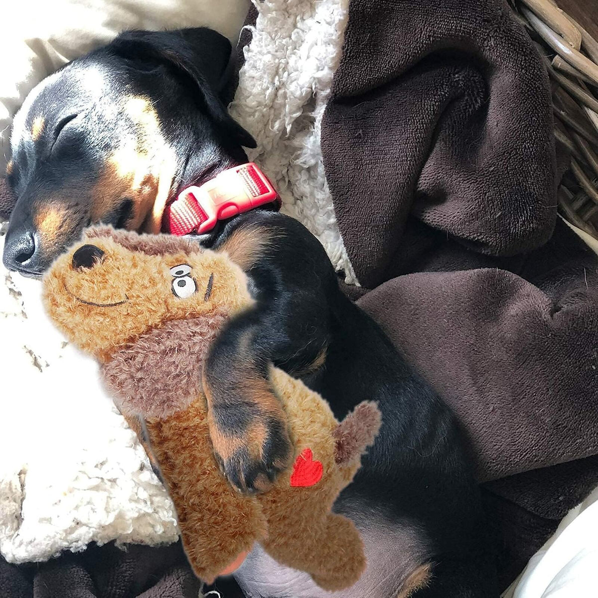 Teckel slaapt in de mand met de AFP Calm Paws knuffel