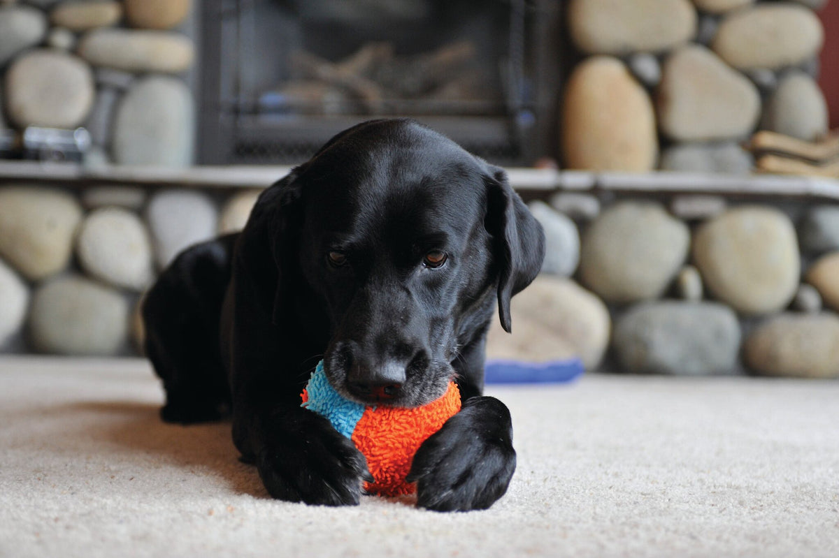 Zwarte labrador ligt op het tapijt met de Chuckit! Indoor Shaker tussen de poten