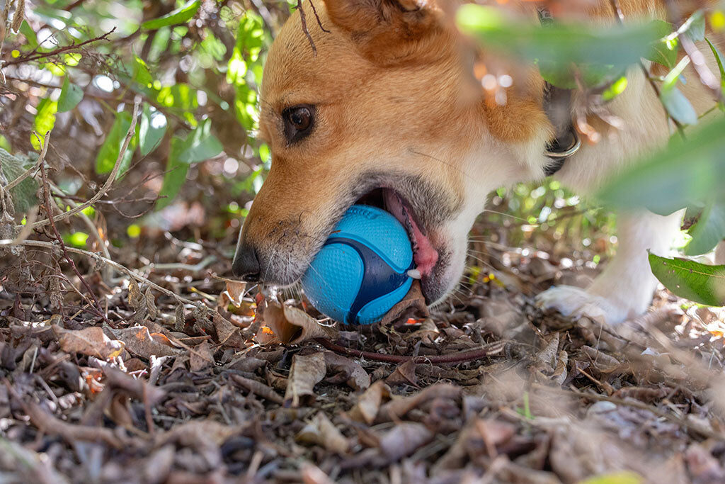 Hond knabbelt tussen de bladeren op een blauwe Chuckit! Sniff Fetch Bal