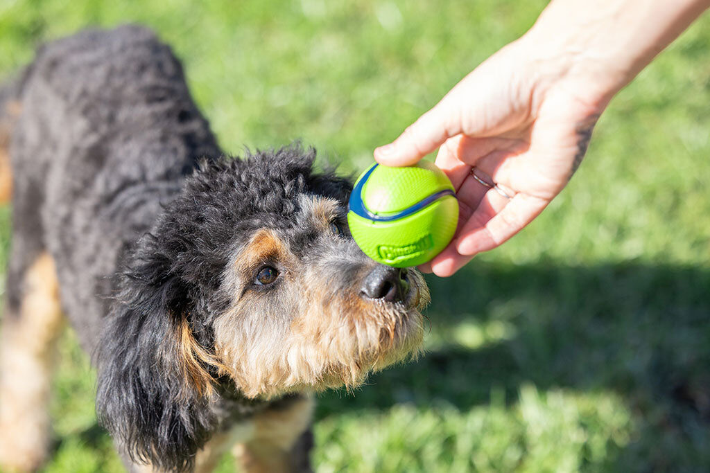 Hond snuffelt aan een groene Chuckit! Sniff Fetch Bal in de hand van het baasje