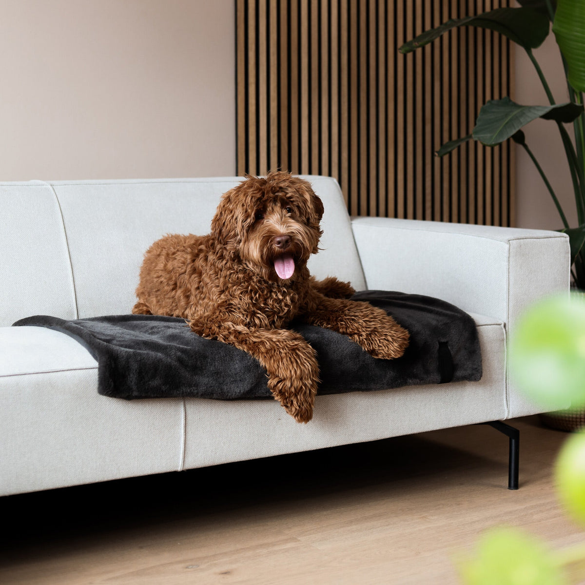 District 70 NUZZLE Hondendeken — product- en sfeerfoto 6