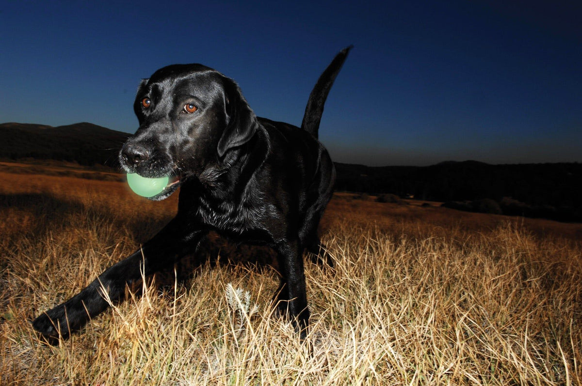 Zwarte labrador met een oplichtende Chuckit! Max Glow bal in de bek, in de schemering