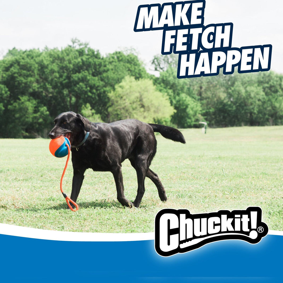 Zwarte labrador brengt de Chuckit! Rope Fetch terug over het gras
