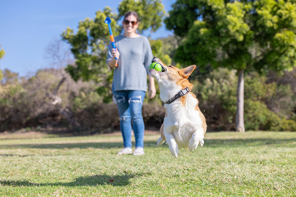 Corgi springt naar een groene Sniff Fetch Bal, baasje met Chuckit! ballenwerper