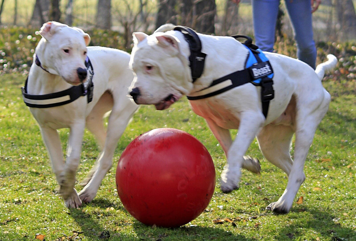 Twee witte honden spelen samen met een rode Jolly Push-n-Play bal