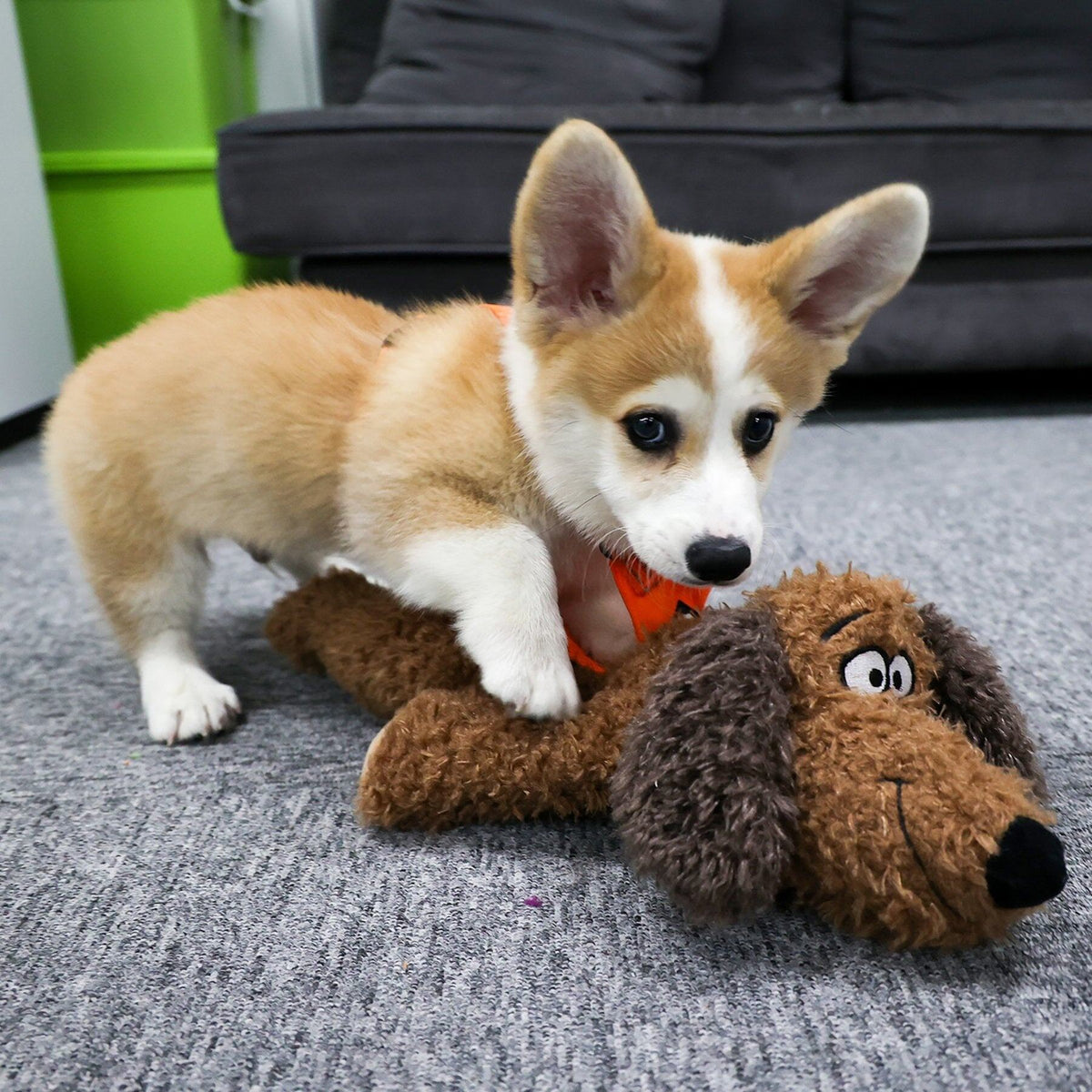 Corgipup speelt met de AFP Calm Paws knuffel op het tapijt