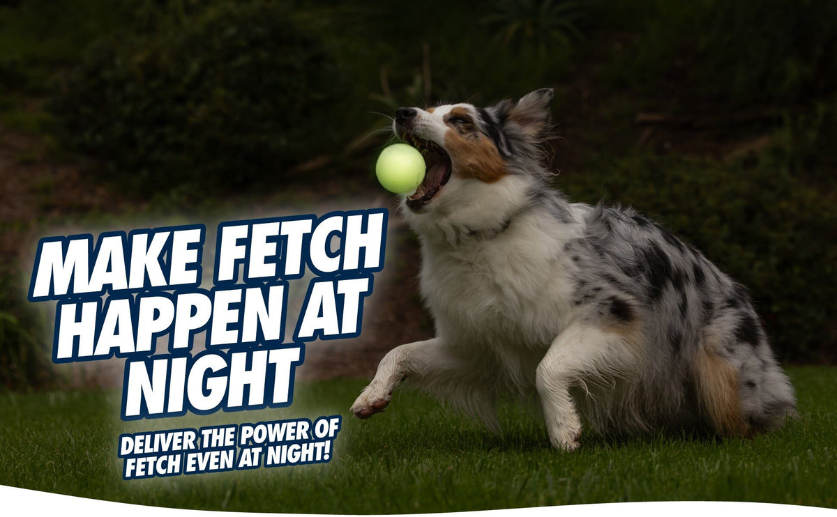 Australian Shepherd vangt een oplichtende Max Glow bal in het donker
