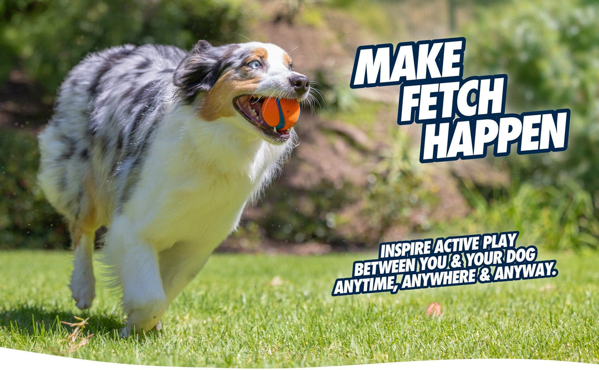 Australian Shepherd rent met een Chuckit! Ultra Ball in de bek over het gras