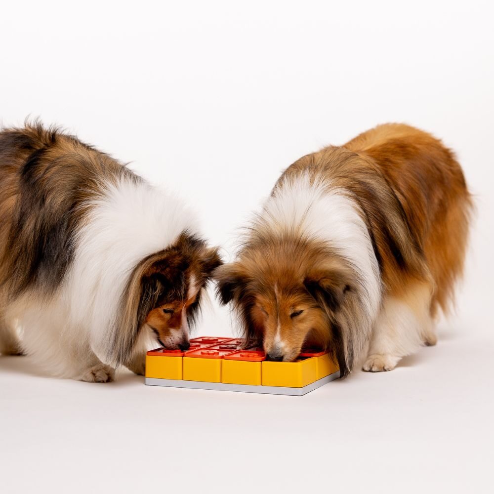 Twee langharige honden zoeken samen snoepjes in de Pawzler Treat Maze Set