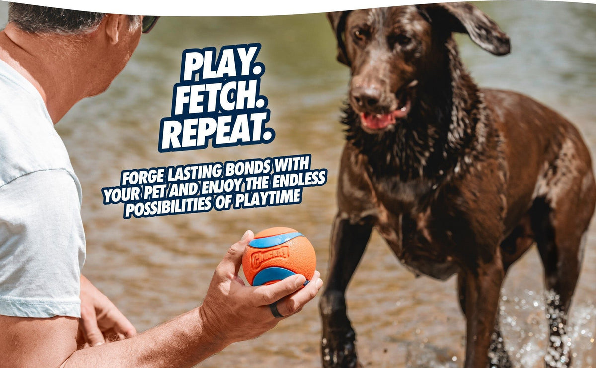 Bruine labrador in het water, baasje houdt een Chuckit! Ultra Ball klaar