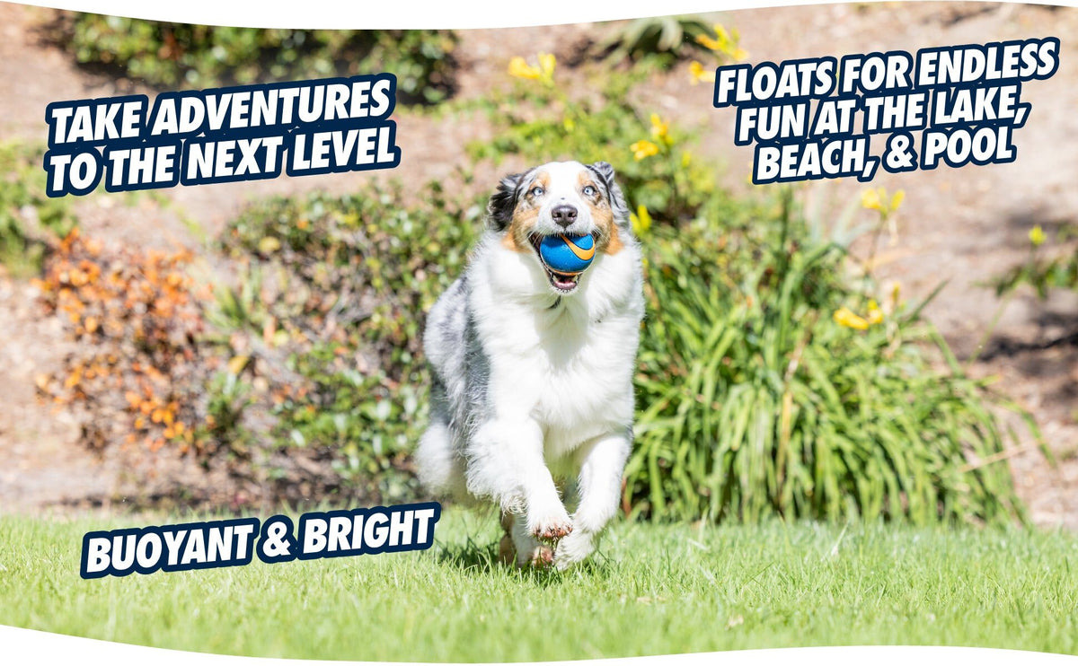Australian Shepherd rent met een Ultra Squeaker Bal; de bal drijft (Engelstalige tekst)