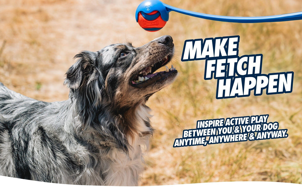 Australian Shepherd kijkt naar de bal in de Chuckit! Sport ballenwerper