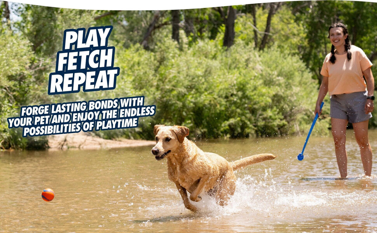 Labrador rent door ondiep water naar de bal, baasje met Chuckit! ballenwerper