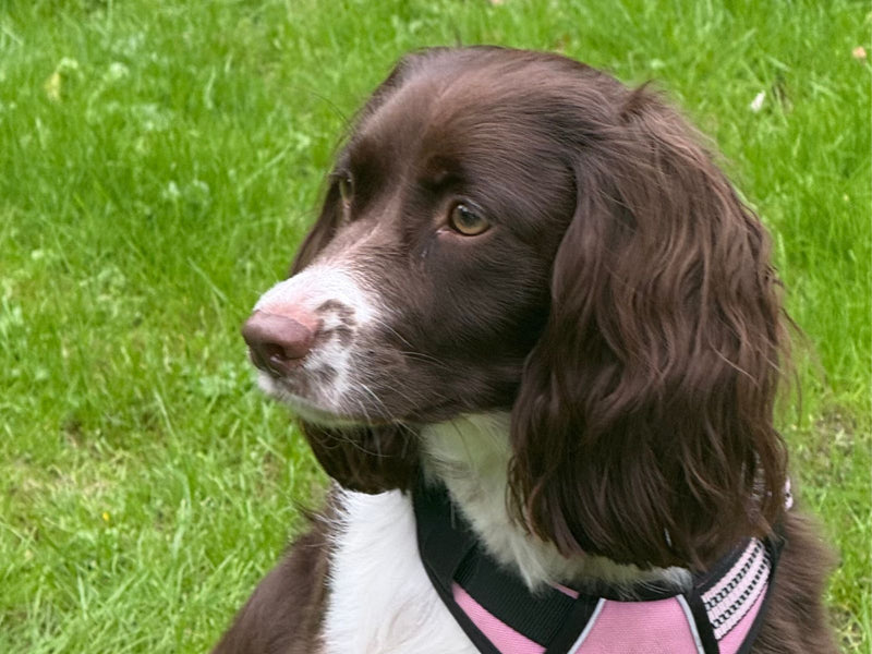 Bruin-witte Engelse springer spaniel met roze tuig op het gras