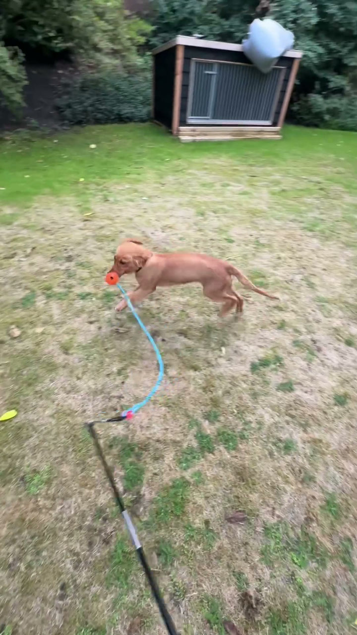 Labrador springt naar de lokprooi van de Luckypaw flirt pole in de tuin