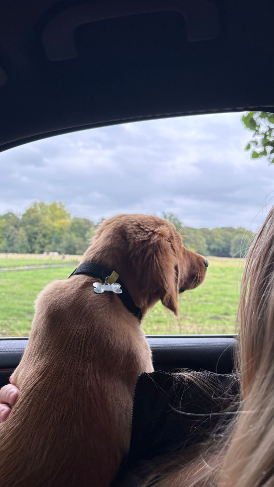 Golden retriever kijkt vanuit de auto uit over een weiland tijdens een uitje met Luckypaw