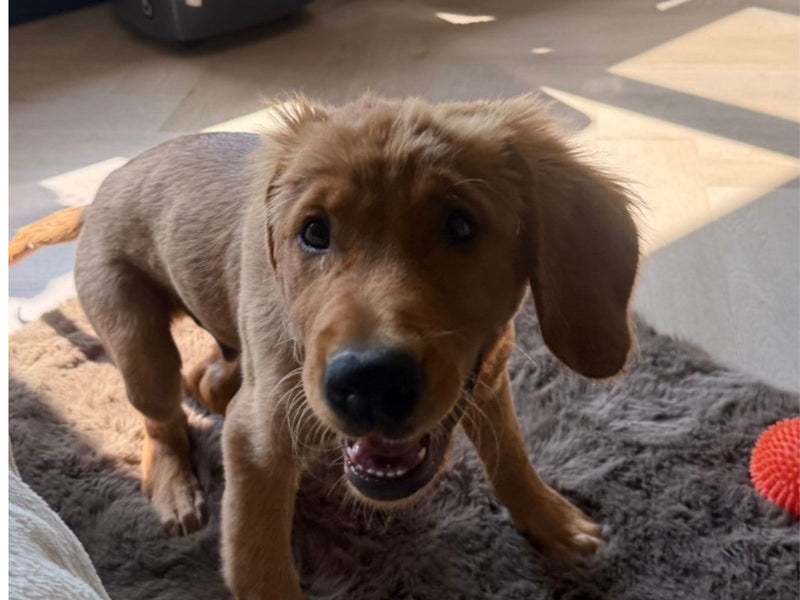 Golden retriever pup staat vrolijk op een grijs kleed in de woonkamer