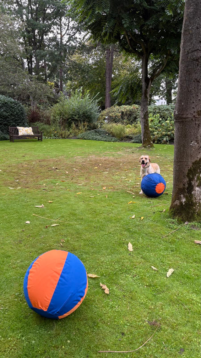 Herdersbal in beide kleuren op het gras, met een labrador op de achtergrond