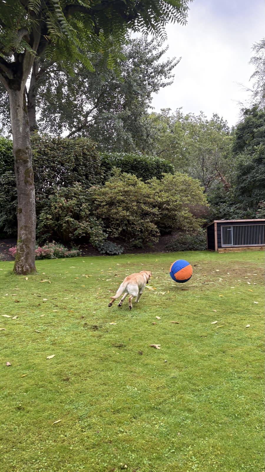 Hond drijft de herdersbal van 45 cm door de tuin