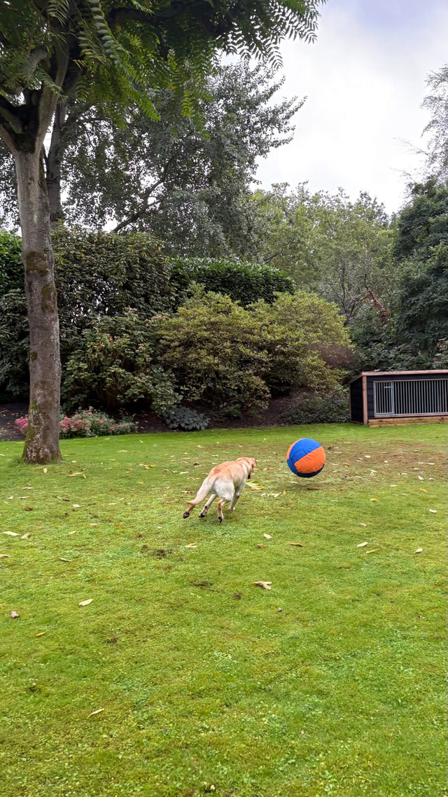 Hond drijft de herdersbal van 45 cm door de tuin